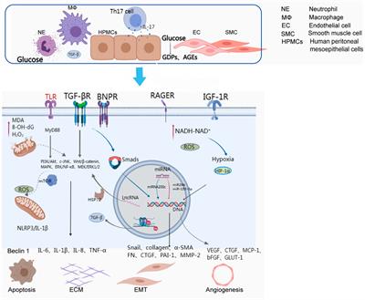 A review of research progress on mechanisms of peritoneal fibrosis related to peritoneal dialysis